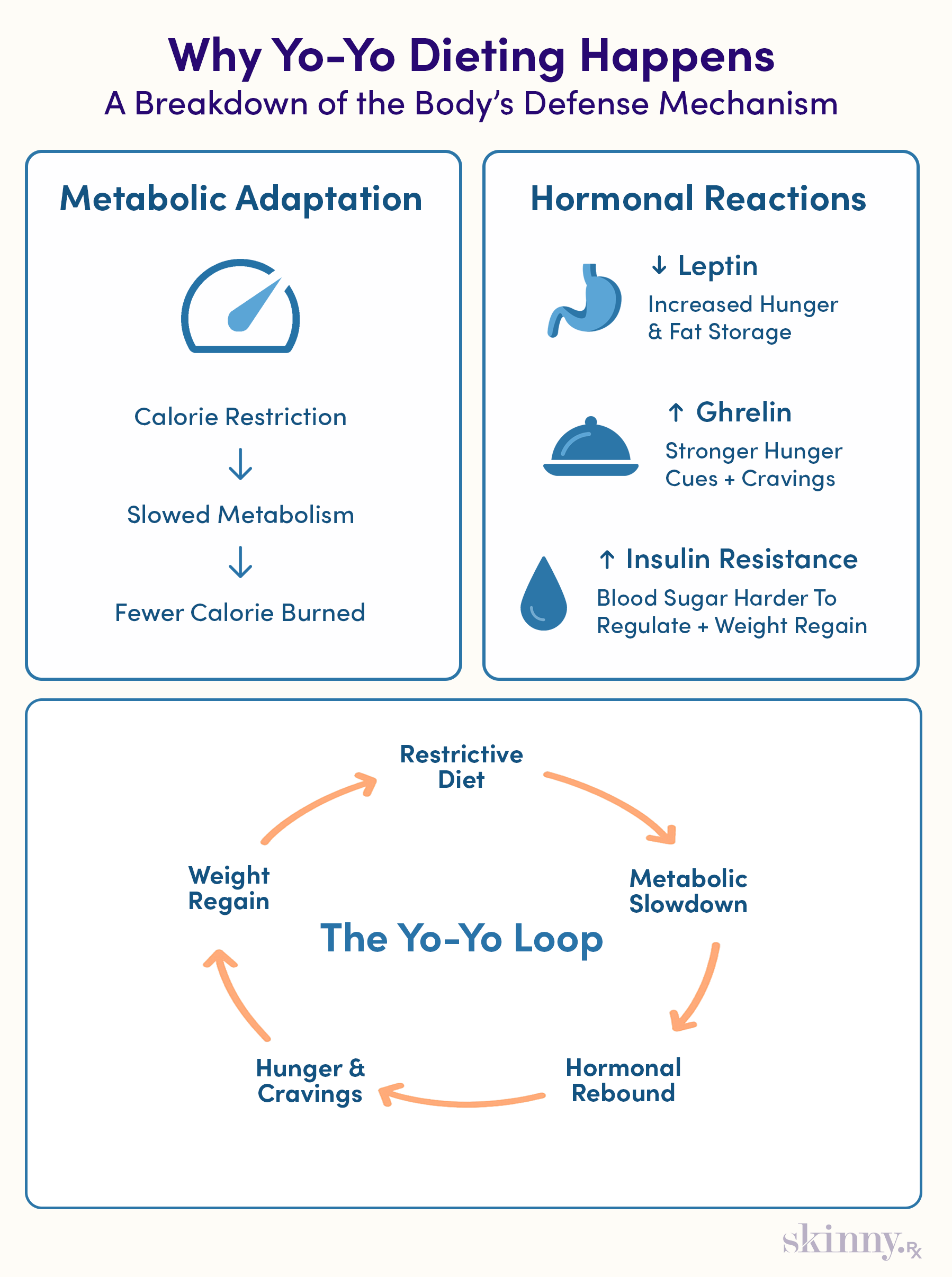 Infographic visualizing the biological causes of yo-yo dieting, including metabolic slowdown, hormonal changes, axnd a circular five-stage weight regain cycle.