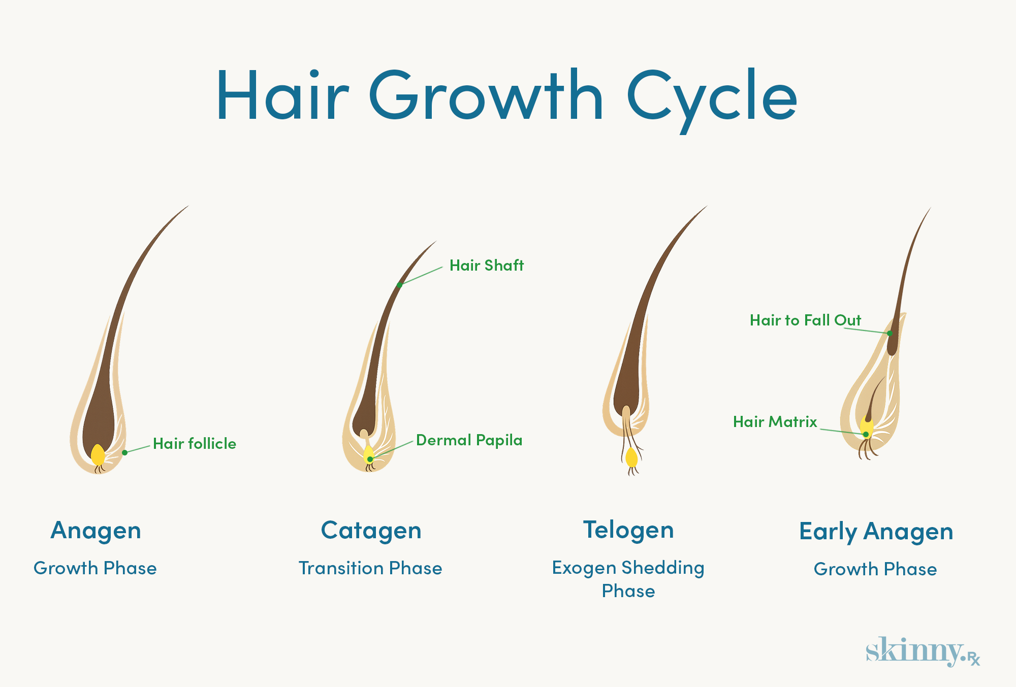 Hair growth cycle infographic showing anagen, catagen, telogen, and shedding phases of the hair follicle.